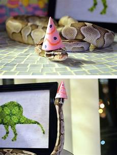 Animal Hats