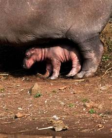 Animal Hides