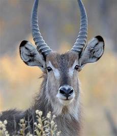 Animal Hides