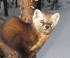 Animal Hides