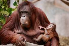 Animal Oil