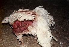 Animal Skins