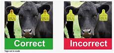 Animal Tag