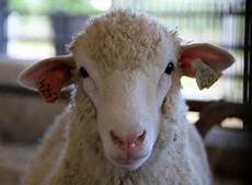 Animal Tag