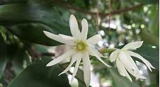 Anise Star Spice