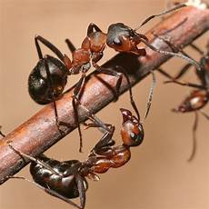 Ant Control Systems