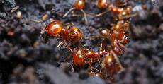 Ant Control Systems