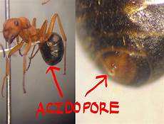 Ant Formic Acid