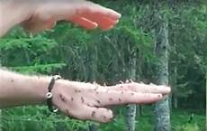 Ant Formic Acid