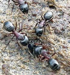 Ant Formic Acid