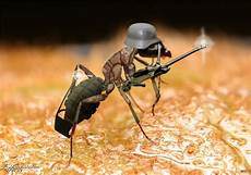 Ant Insecticide