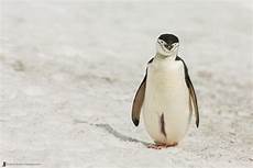 Antarctica Brooch