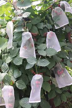 Anti Insect Net