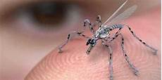 Anti Mosquito