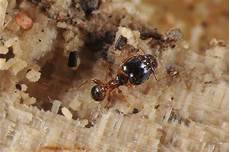 Ants Control