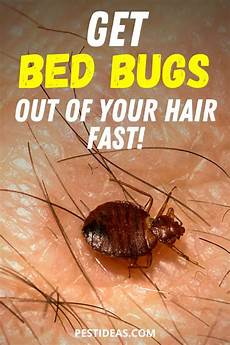 Ants Control