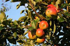 Apple Fruit Tree