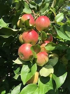 Apple Seeds