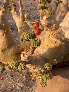 Apple Seeds