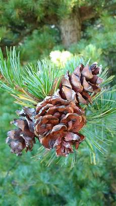 Apple Seeds