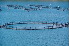 Aquaculture Nets