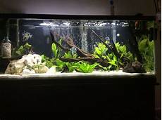 Aquarium Decoration