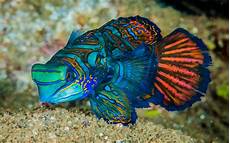 Aquarium Exotic Fish Freshwater