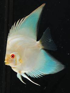 Aquarium Exotic Fish Freshwater