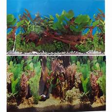 Aquarium Exotic Fish Freshwater