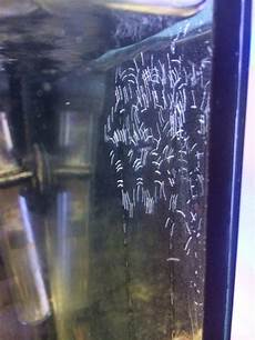 Aquarium Exotic Fish Freshwater