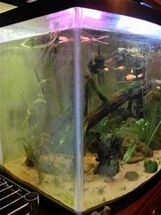 Aquarium Exotic Fish Freshwater