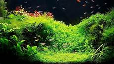 Aquarium Plants