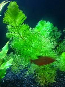Aquarium Plants