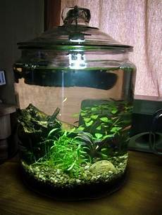 Aquarium Plants