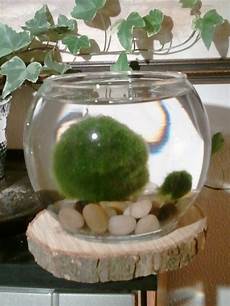 Aquarium Supplies