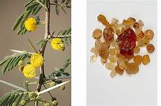 Arab Gum