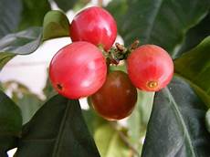 Arabica Bean