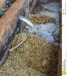 Arabica Bean