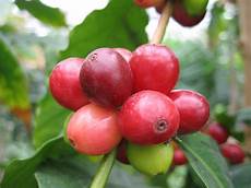 Arabica Coffee Bean