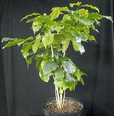 Arabica Coffee Bean