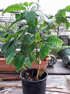 Arabica Coffee Bean