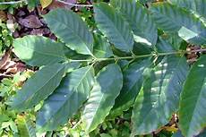 Arabica Coffee
