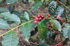 Arabica Coffee