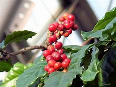 Arabica Coffee