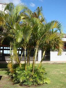Areca Lutescens