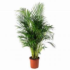 Areca Lutescens