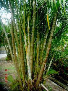 Areca Lutescens