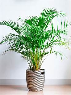 Areca Lutescens