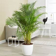 Areca Lutescens