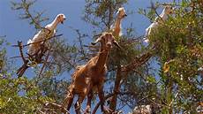 Argan Oil